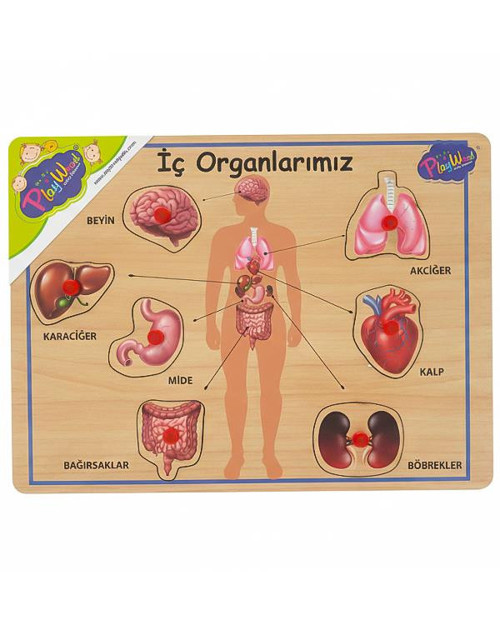 Ahşap Tutmalı Eğitici Puzzle İç Organlarımız ONY167