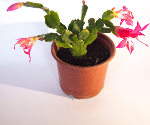 Schlumbergera Pembe Çiçek Açan Yılbaşı Çiçeği Sukulent Bitki 8 Cm Orta Boy Saksı
