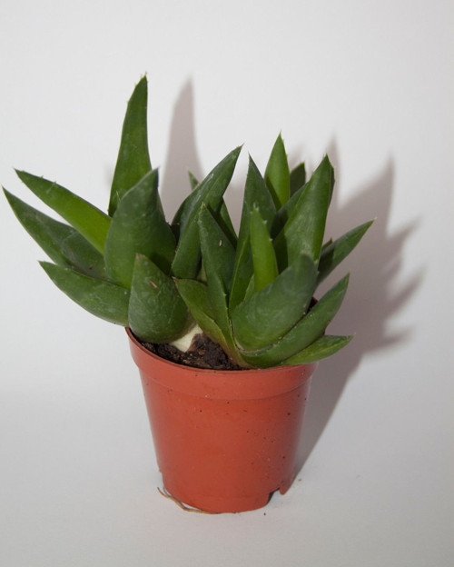 Haworthia Pentagona Sukulent Tekli 5,5 cm Saksıda