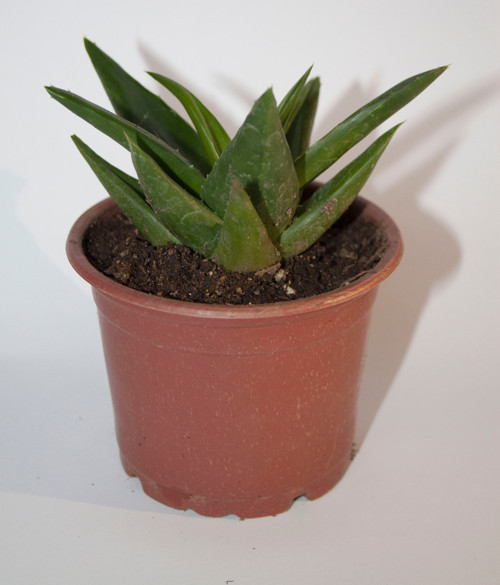 Haworthia Pentagona Sukulent Tekli 8,0 cm Orta Boy Saksıda
