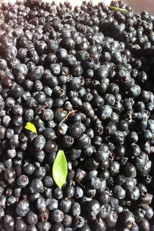 Siyah Murt Meyvesi / Doğal Yaban Mersini - 1 Kg. (ithal Mavi Yaban Mersini Değildir ! )