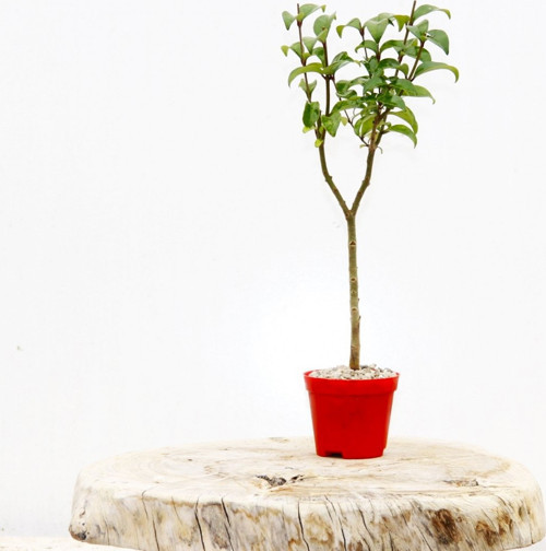 BONSAİ LİGUSTRUM JAPONİCUM 3 ADET - HEDİYELİK KIRMIZI SAKSIDA