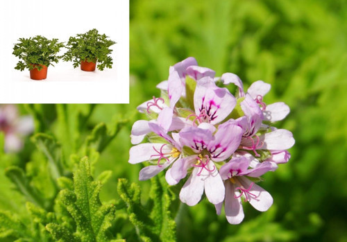 ITIR ÇİÇEĞİ 3 ADET - PELARGONİUM GRAVEOLENS