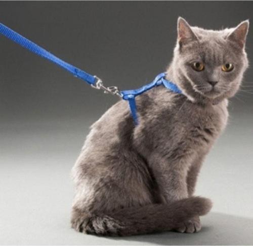 Beyemı Beyemı Kedi Boyun Ve Göğüs Tasması
