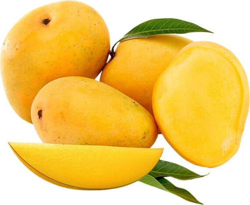 Aşılı Alphonso Mango Fidanı - 2 Yaş - Tüplü 60-70 cm - Saksıda Yetişmeye Uygun (Dünyanın En Tatlı Mangosu)