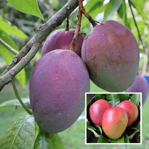 Aşılı Tommy Atkins Mango Fidanı - 2 Yaş - Tüplü 60-70 cm - Kıpkırmızı Meyveli Dayanıklı Çeşit (Hemen Dikime Hazır)