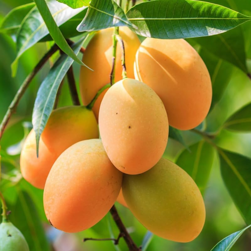 Aşılı Sweet Yellow Mango Fidanı - 2 Yaş - Tüplü 60-70 cm - Yüksek Şeker Oranlı Lifsiz Sarı Mango