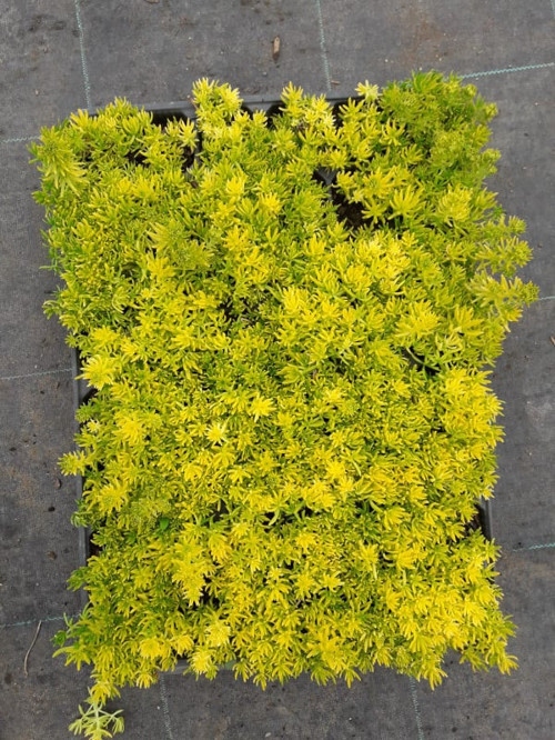 SARI SEDUM 15 ADET - YER ÖRTÜCÜ ÇOK YILLIK BİTKİ
