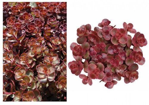 KIRMIZI SEDUM 10 ADET - YER ÖRTÜCÜ ÇOK YILLIK BİTKİ