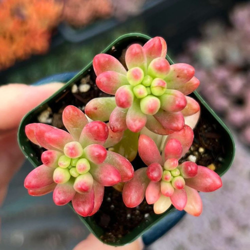 SEDUM RUBROTINCTUM 20 ADET - Jelly Bean Sukulent