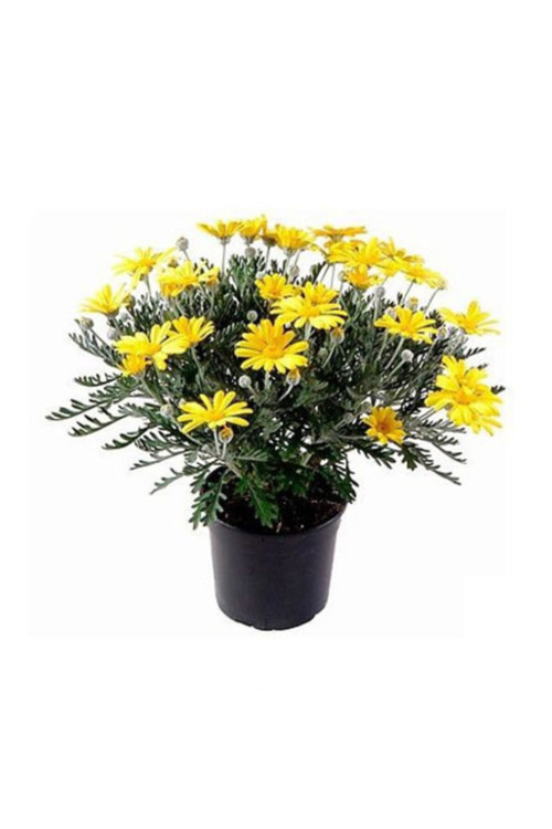 Sarı Papatya - Sarı Çalı Papatyası (euryops Pectinatus)