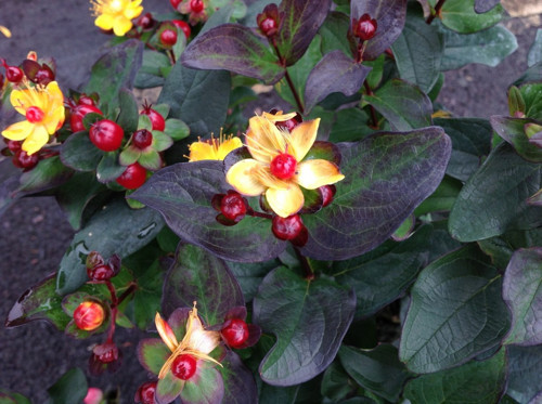 SİYAH KANTARON ÇALISI 5 ADET - Hypericum Inodorum Magical Black