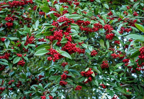 COTONEASTER SALİCİFOLİUS 5 ADET - HERDEM YEŞİL DAĞ MUŞMULASI