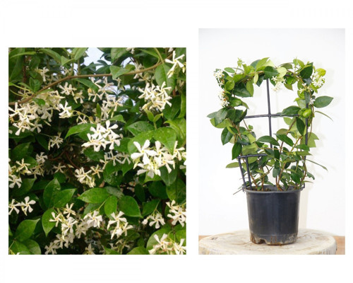 ARAP YASEMİNİ 5 ADET PERGOLA FORMLU 40-60 CM