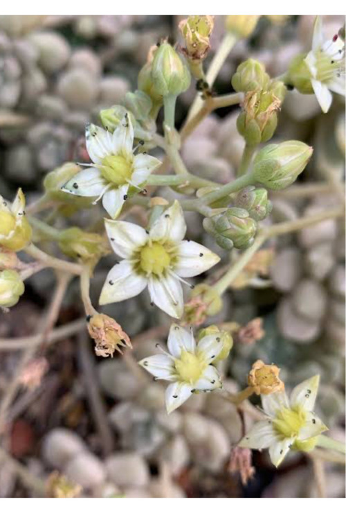 Graptopetalum Mendozae koleksiyonluk özel tür sukulent 5,5cm saksıda