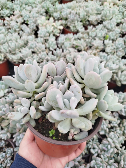 PACHYPHYTUM OVİFERUM 3 ADET - BÜYÜK BOY YETİŞKİN SUKULENT