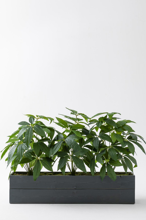 Yapay Bodur Çiçeklik Para Ağacı 80 Cm Antrasit Saksı