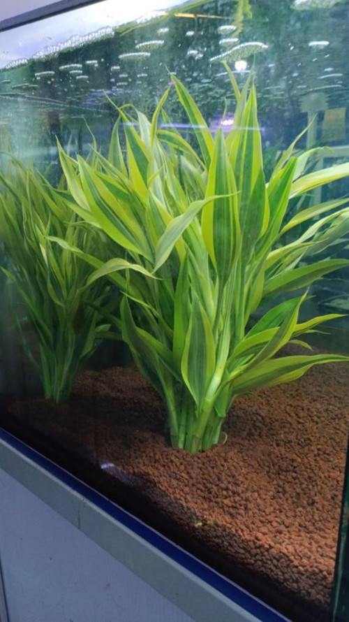 Canlı Bitki L064 dracaena sanderiana