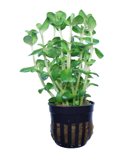 Canlı Bitki bacopa salzmannii sp araguaia