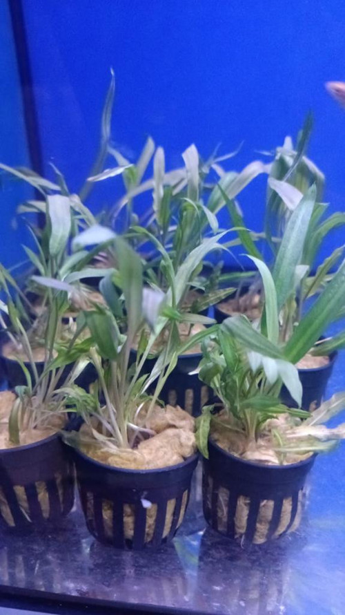 Canlı Bitki cryptocoryne crispatula var balansae