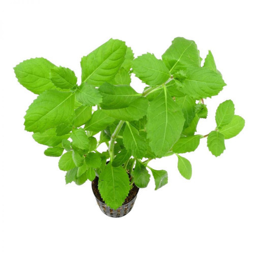 Canlı Bitki L099 Hygrophila difformis 5-6 yaprak