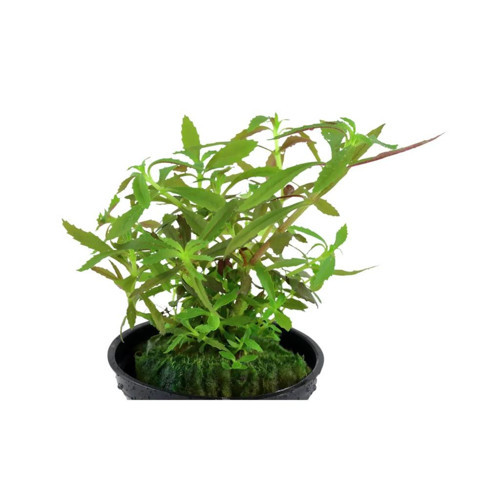 Canlı Bitki L109 Limnophila hippuridoides 6-7 Kök