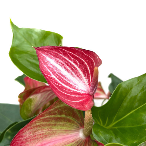 Anthurium Livium (Flamingo Çiçeği)