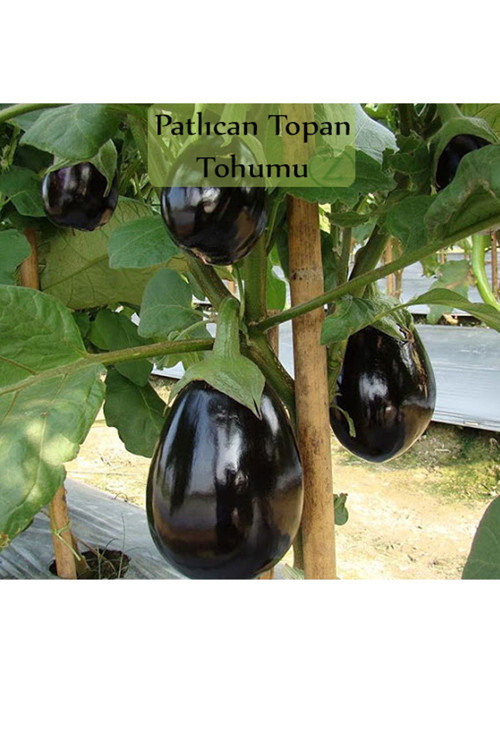 Patlıcan Tohumu 1 Paket (10gr=2000+ Adet) Topan Patlıcan Tohumu
