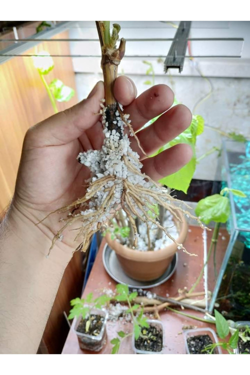 50 Ml Bitki Köklendiren Hormon Ve 6 Litre Bitki Köklendirme Perliti İkisi Bir Aradadır
