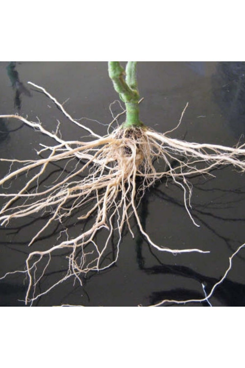 Bitki Köklendiren Hormon 50 Ml Ve Bitki Köklendirme Perliti 6 Litre