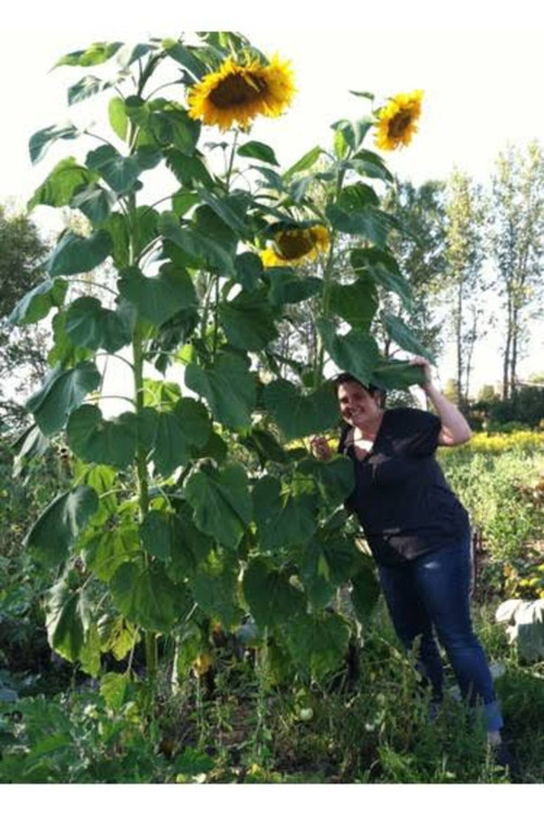 Dev Ayçiçeği Tohumu (5Adet)