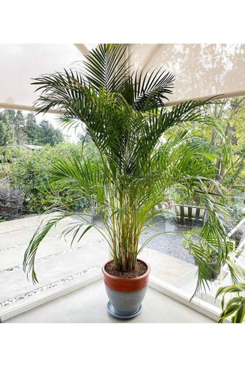 13 Litre Areka Salon Palmiyesi Ekim Ve Bakım Torfu