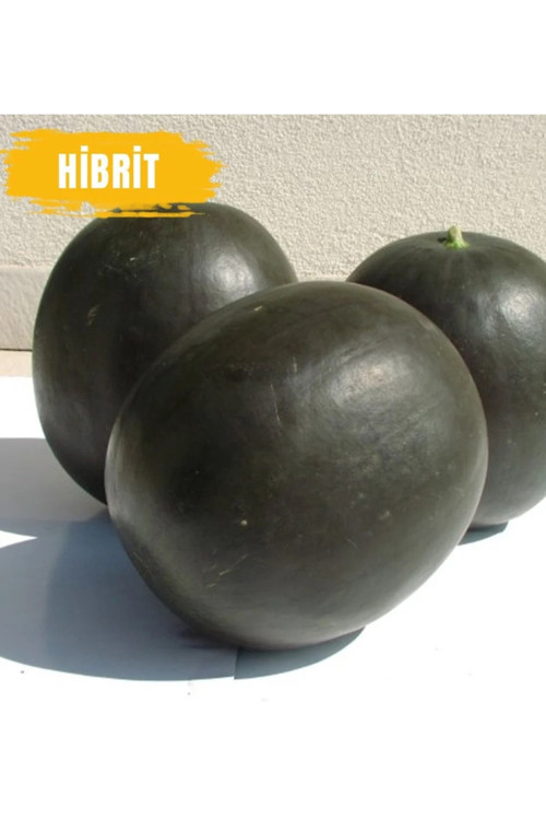 600 Adet Hibrit Karpuz Tohumu