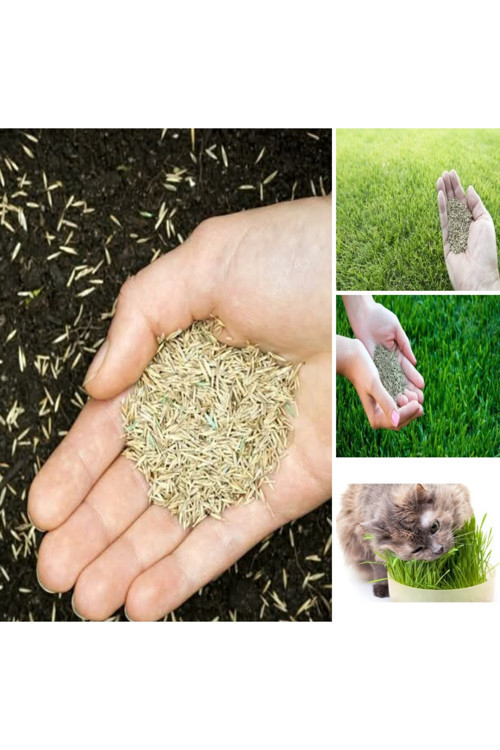 Kök Ömrü 7 Yıl Olan Kedi Çimi Tohumu