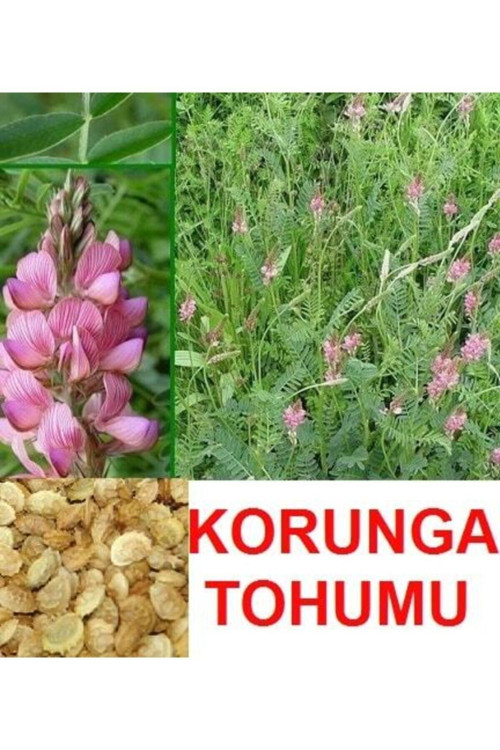 Korunga Tohumu (2000 Adet)
