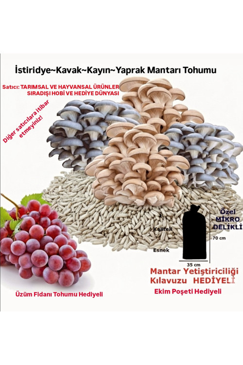 Ekim Torbası Ve Eğitim Kılavuzu Hediyeli 100 Gr Kavak Mantarı Tohumu