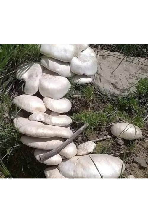 Kültür Mantarı Tohumu 3000 Adet + Eğitim Kılavuzu + Hediye Üzüm Fidanı Tohumu