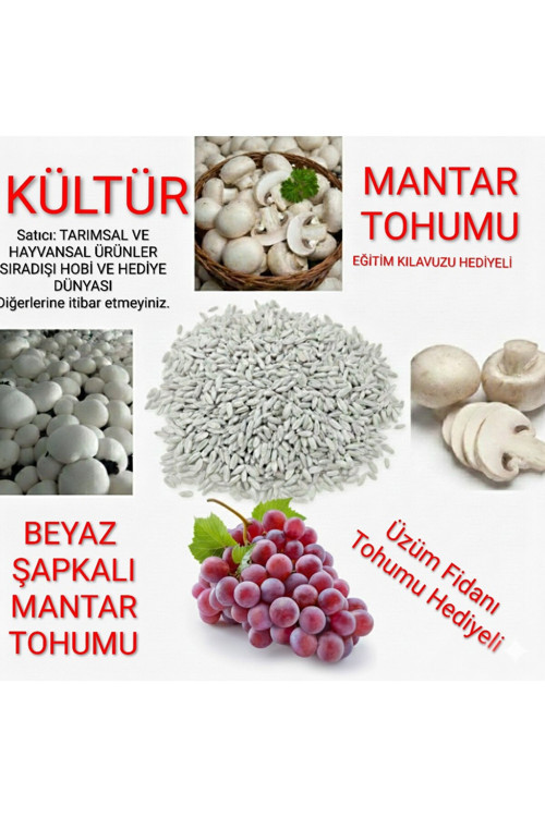 30.000 Beyaz Şapkalı Kültür Mantarı Tohumu Ve Yönerge