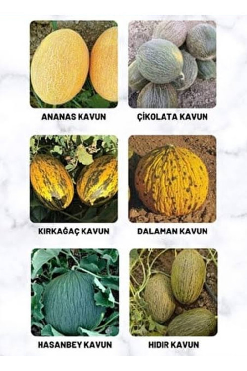 1500 Adet Karışık Cinste Köylü Kavunu Ata Tohumu