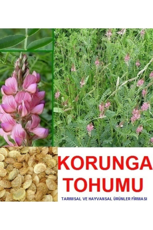 10.000 Adet Büyükbaş Hayvan Yemi Korunga Tohumu