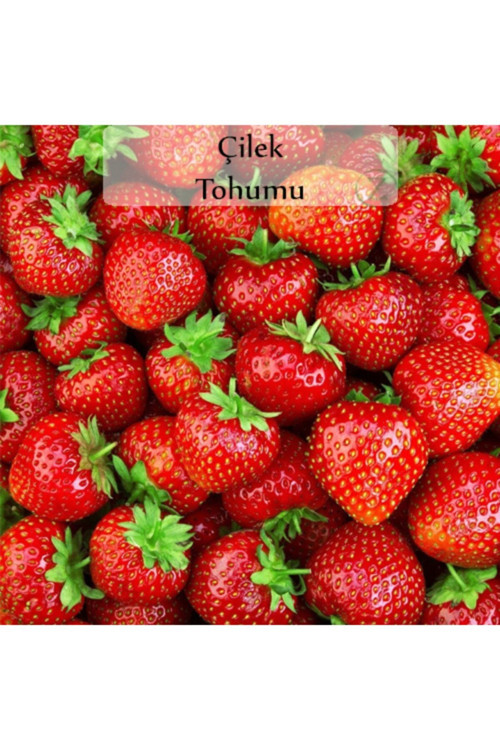 Çilek Tohumu 1 Paket (0,5 Gr)