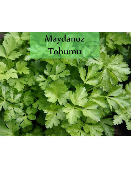 Maydanoz Tohumu 1 Paket Ekmeye Uygun Verimi Yüksek Paket Tohum Maydonoz Tohumu