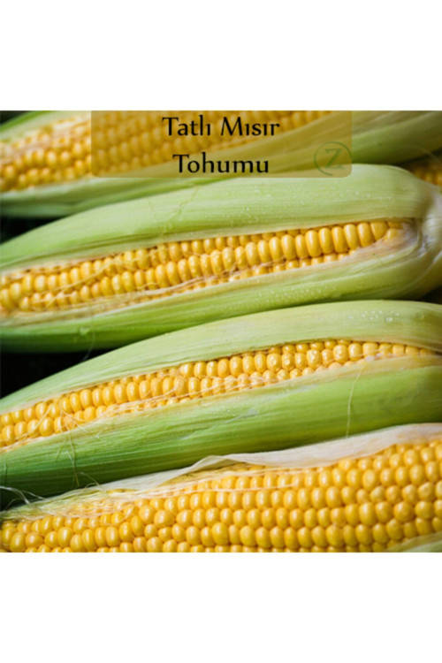 Tatlı Mısır Tohumu 1 Paket (10gr=45+ Adet) Mısır Tohumu
