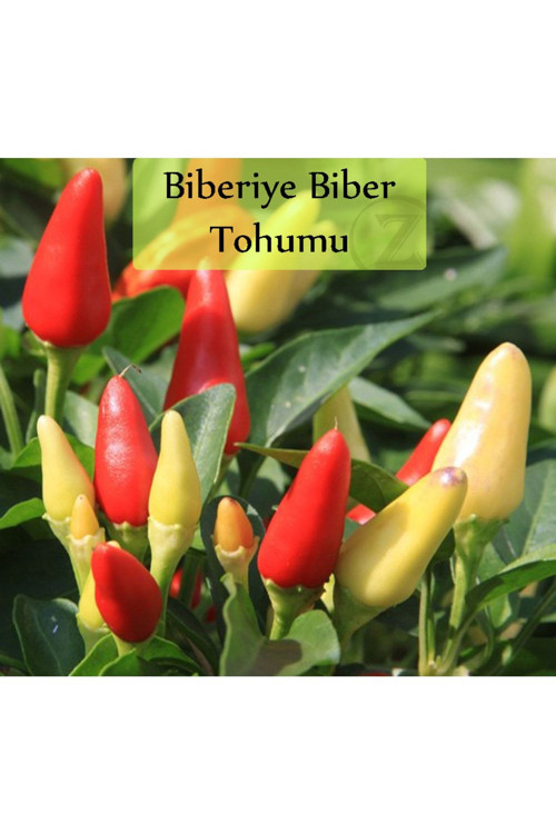 Mini Acı Biber Tohumu 1 Paket Cin Biberi Tohumu Acı Biber Biberiye Tohumu Yüksek Verimli Tohum