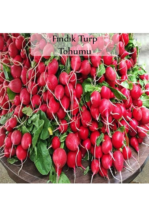 Fındık Turp Tohumu 1 Paket (10gr=1000+ Adet) Turp Tohumu Fındık Turp