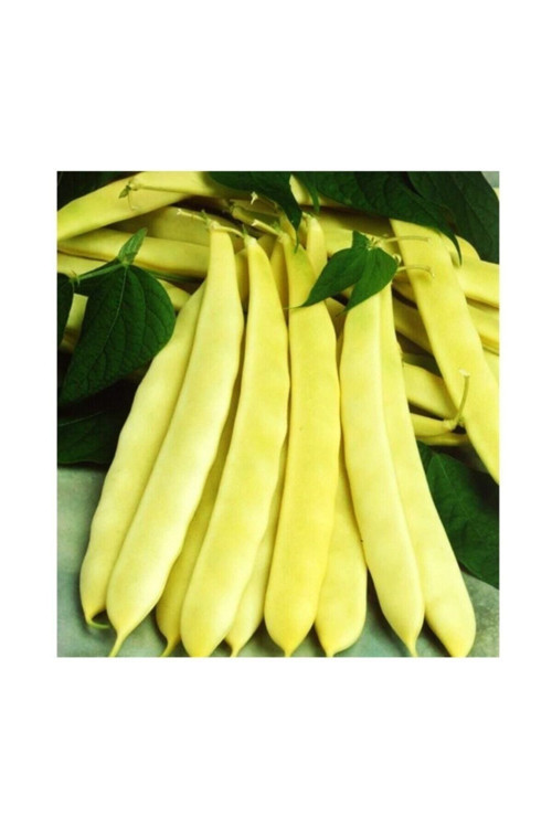 Özel Fasülye Tohumu 250 Gr (650+ Adet) Erva 51 Sarı Fasulye Tohum