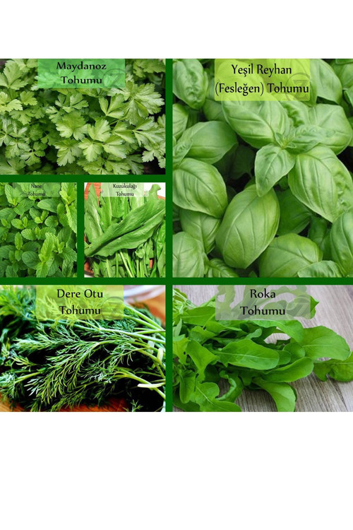 6 Paket Tohum No11 Yeşil Bitki Tohumları Salata Tohumları Nane Tohumu Ekşi Ot Roka Fesleğen Tohumu