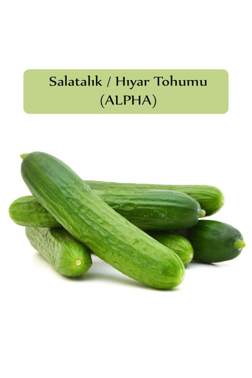 Salatalık Tohumu Beith Alpha 1 Paket Hıyar Tohumu Kapalı Paket Yüksek Verimli Tohum Salatalık