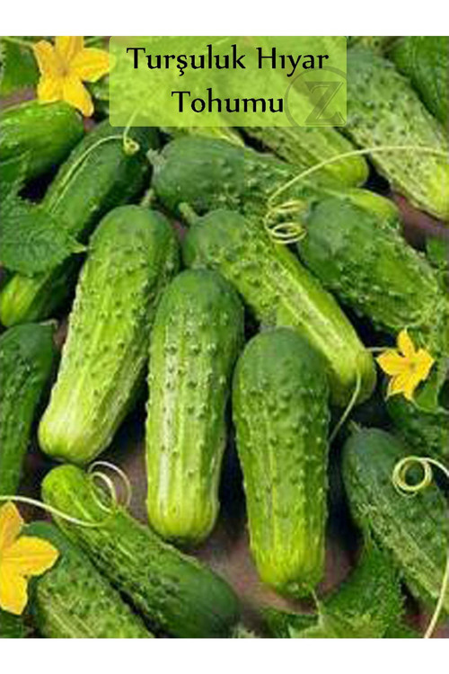 Hıyar Tohumu Kornişon 1 Paket Turşuluk Salatalık Tohumu Ekmeye Uygun Yüksek Verimli Paket Tohum
