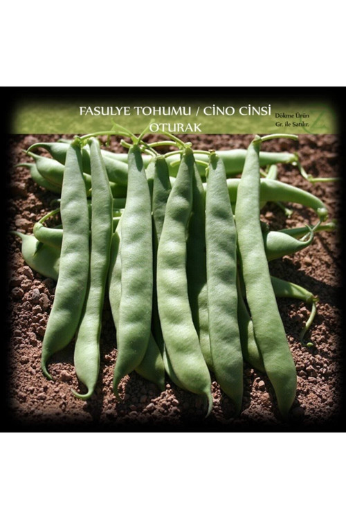 Cino Oturak Fasülye Tohumu 2 Kg. (5000+ Adet) Sıla Gina Fasulye Tohumu